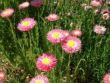 Pink paper daisies_2 